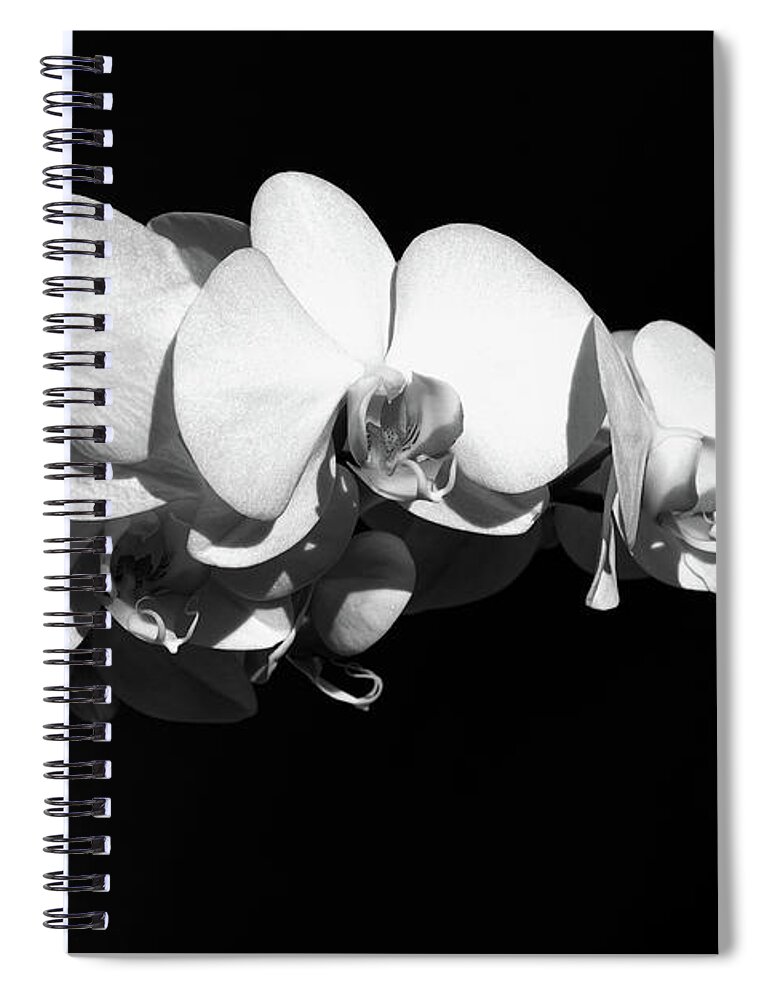 Flower Spiral Notebook featuring the photograph White Orchid Phalaenopsis Amabilis Flower Petal by John Williams