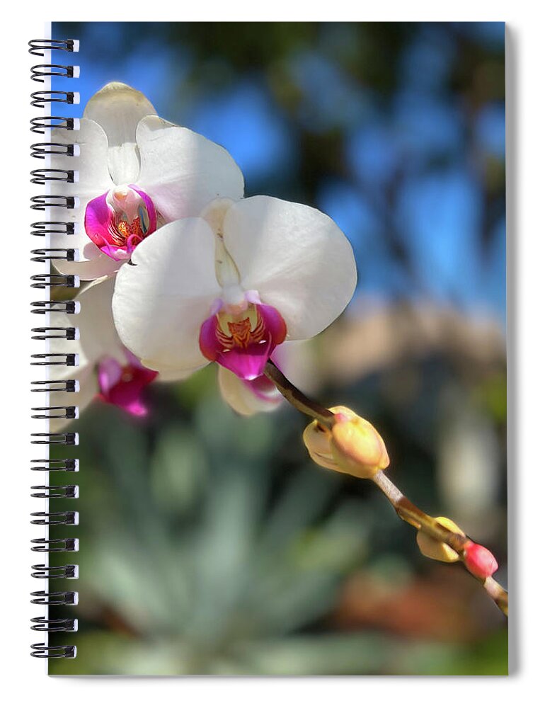 Orchid Spiral Notebook featuring the photograph White Orchid Trio Pink Centers by Karen Zuk Rosenblatt