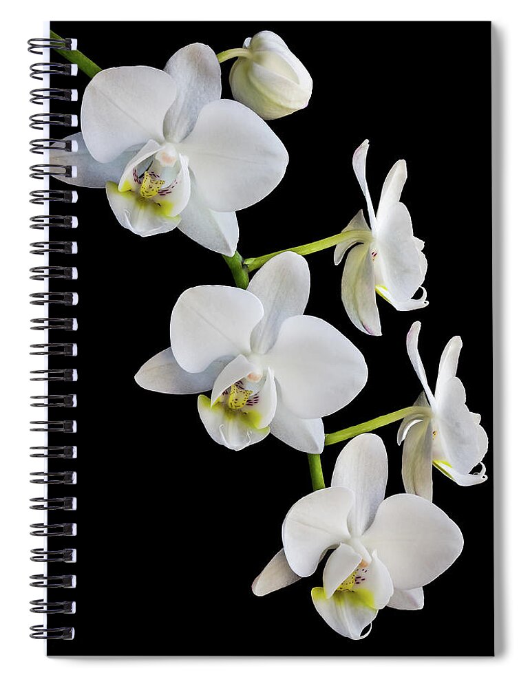 Orchid Spiral Notebook featuring the photograph White Orchids by Elvira Peretsman