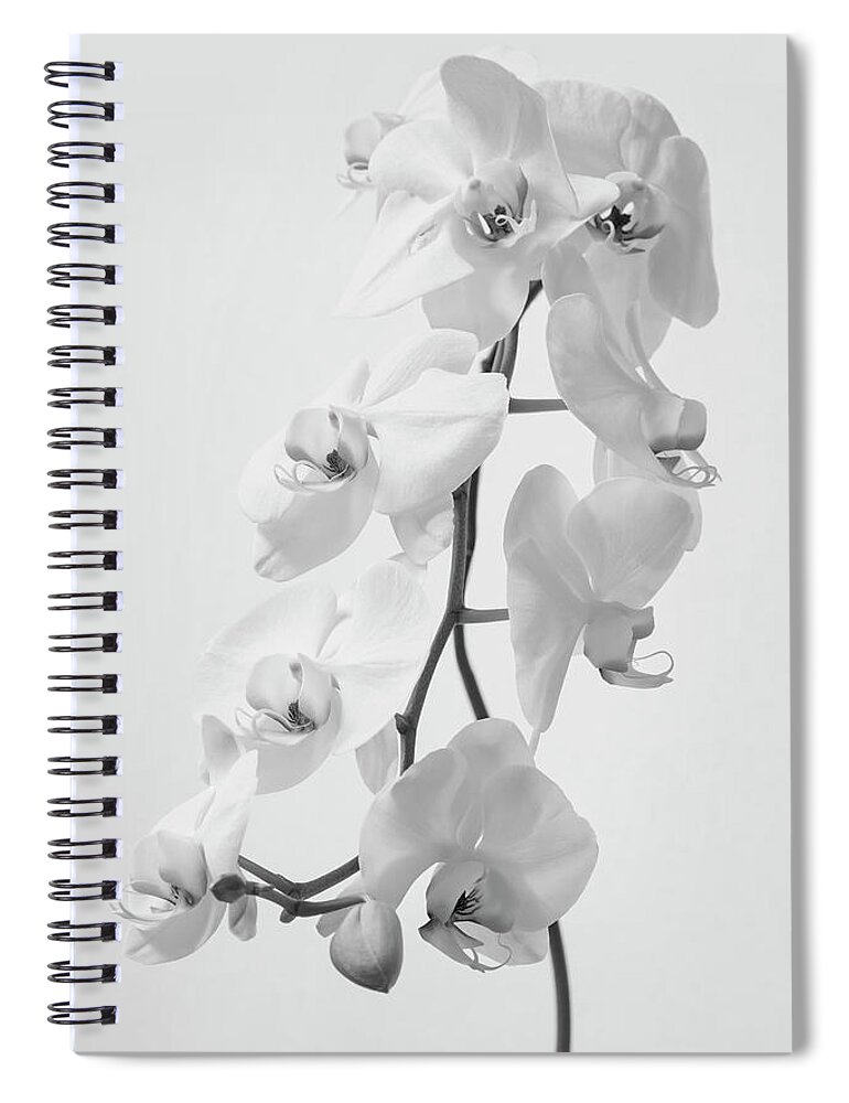 Orchids Spiral Notebook featuring the photograph White Orchids by Gina Cinardo