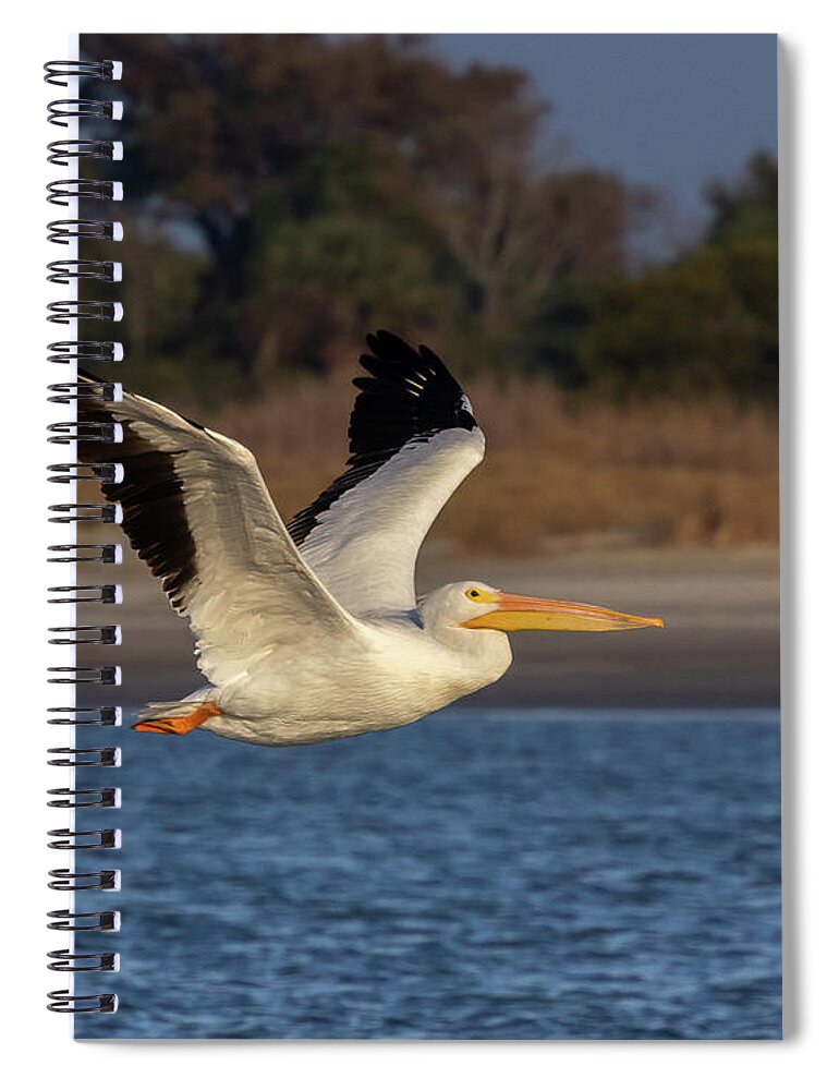 American White Pelican Spiral Notebook featuring the photograph White Pelican in Flight by Patricia Schaefer