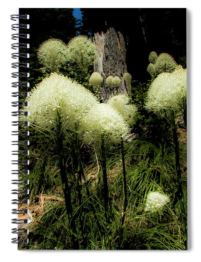 Nature Spiral Notebook featuring the photograph White Puffs of Bear Grass by Doug Scrima