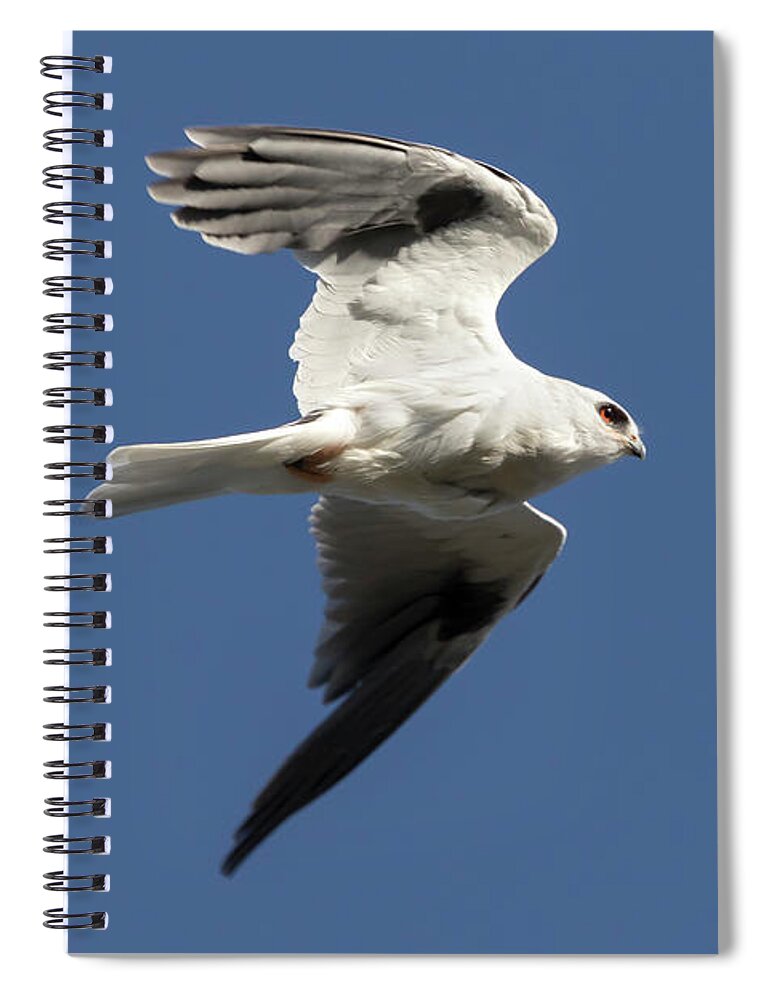 Kite Spiral Notebook featuring the photograph White Tailed Kite in Flight by Rick Pisio