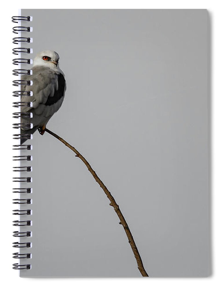 Animals In The Wild Spiral Notebook featuring the photograph White Tailed Kite by Mike Fusaro