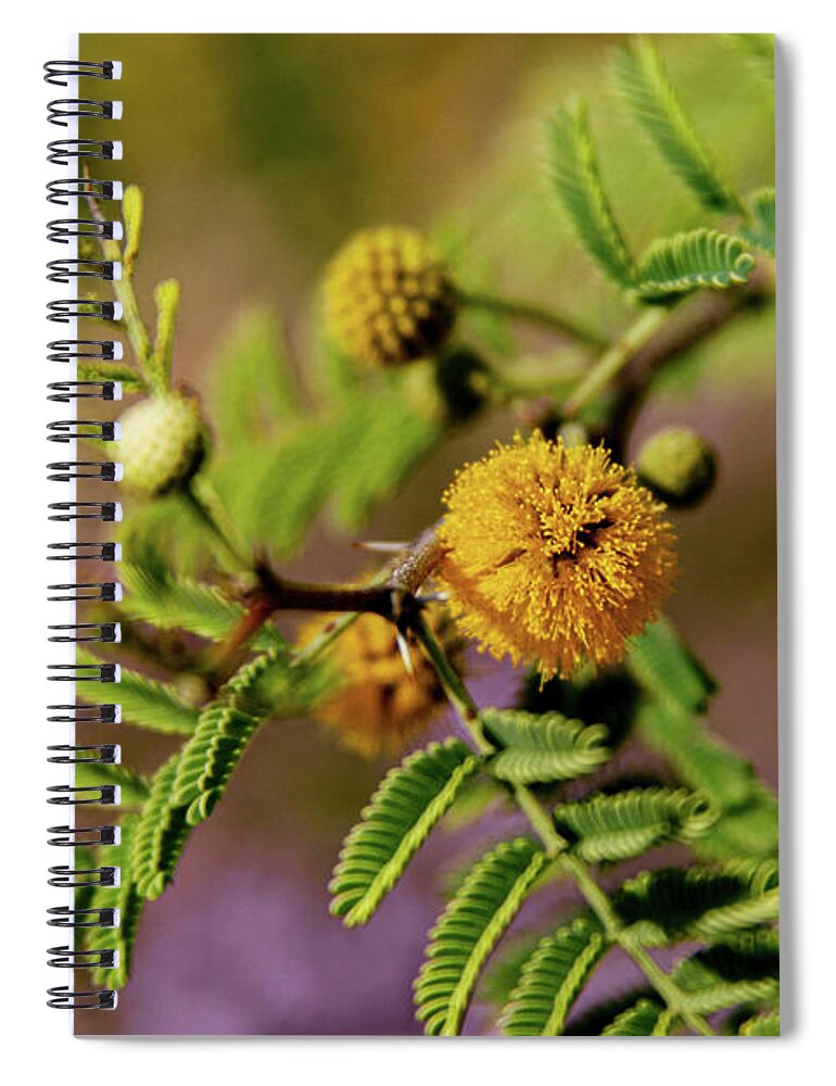 Acacia Spiral Notebook featuring the photograph White Thorn Acacia in Bloom by Bonny Puckett