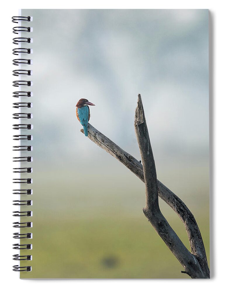 White-throated Kingfisher Spiral Notebook featuring the photograph White-throated Kingfisher Resting by Puttaswamy Ravishankar