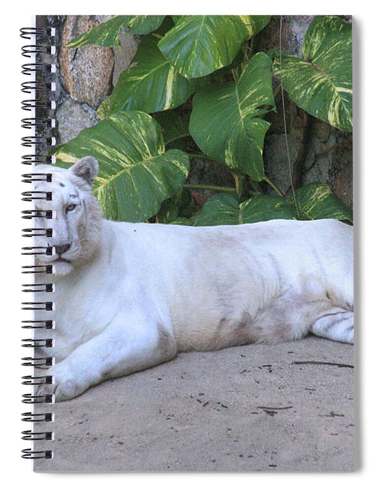 Mammal Spiral Notebook featuring the photograph White Tiger by Mary Mikawoz