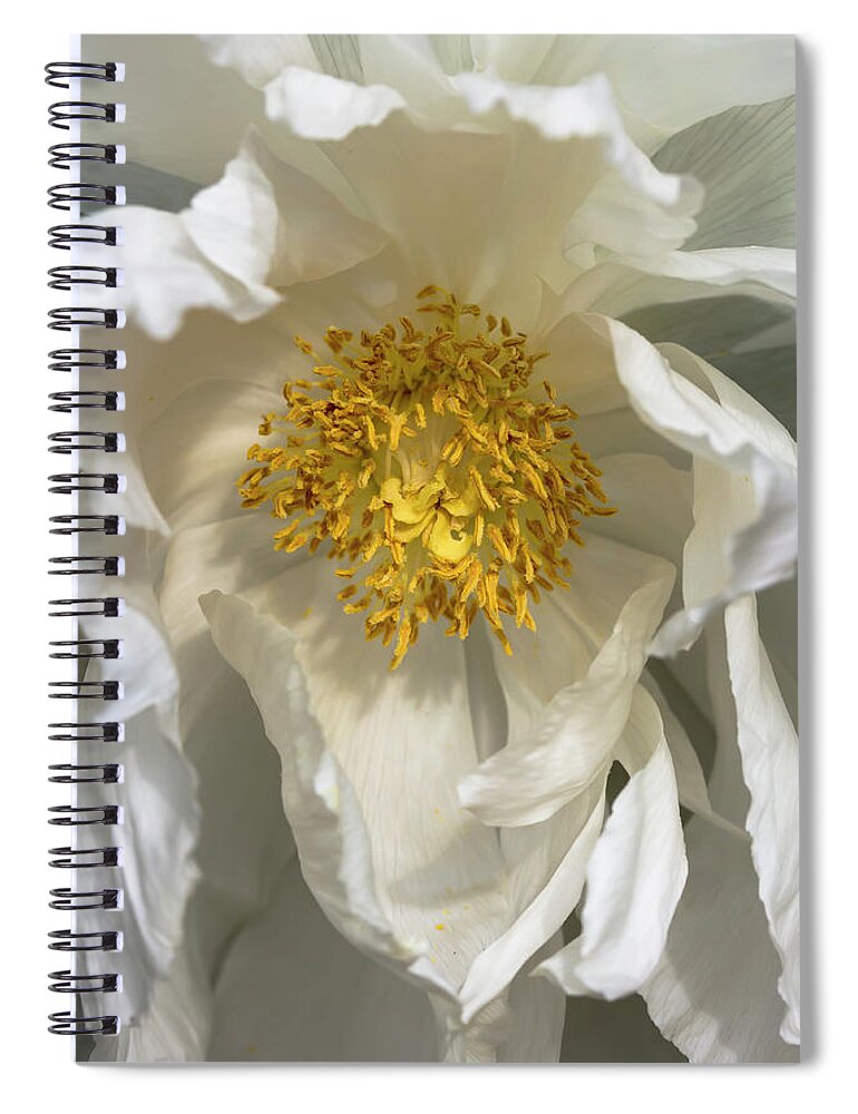 Flower Spiral Notebook featuring the photograph White Tree Peony by Dawn Cavalieri