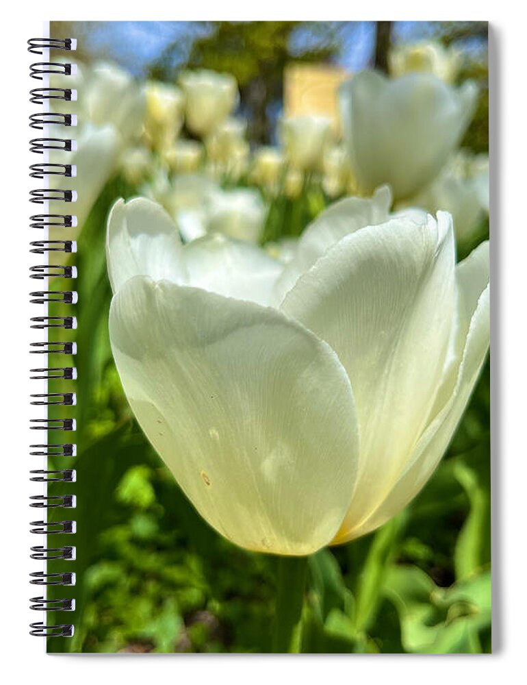 Flower Spiral Notebook featuring the photograph White Tulips by Chris Montcalmo