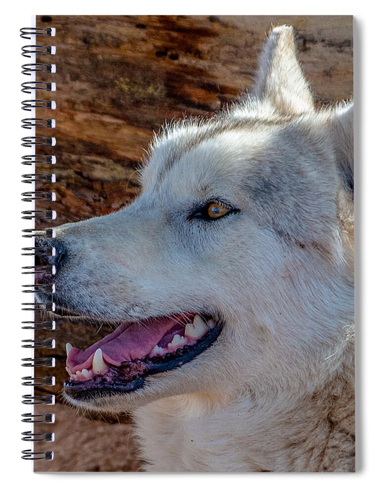 Fstop101 White Wolf Canine Dog Spiral Notebook featuring the photograph White Wolf by Gene Lee