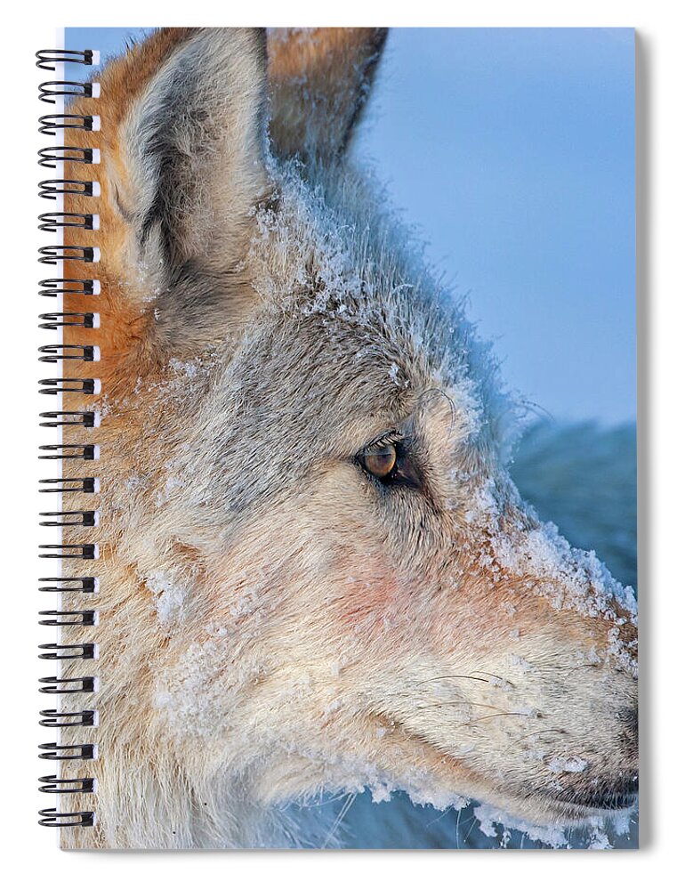 Wolf Spiral Notebook featuring the photograph White Wolf Profile- 540F by Mark Miller