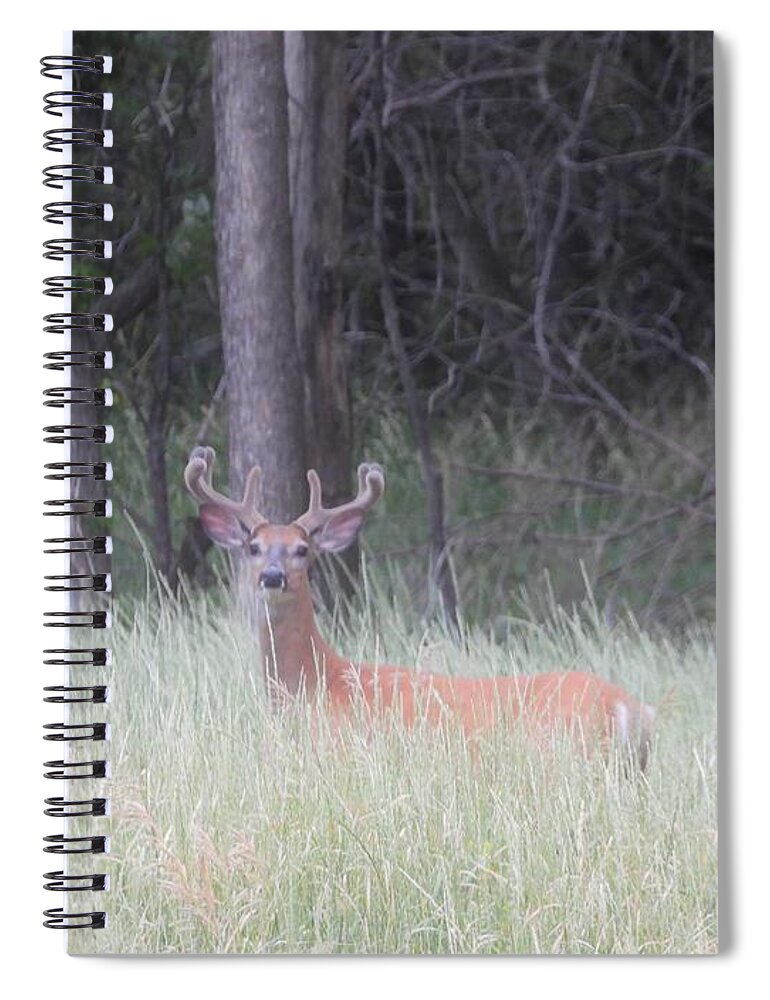 Buck Spiral Notebook featuring the photograph Whitetail Buck in Velvet by Amanda R Wright