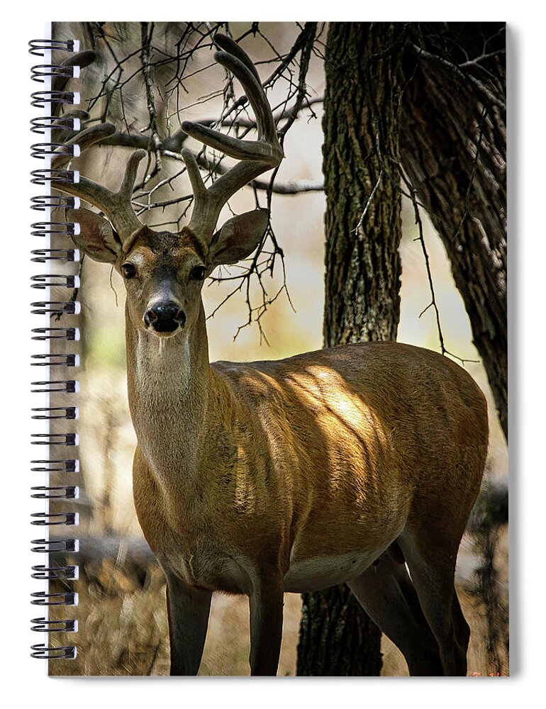 Whitetail Spiral Notebook featuring the photograph Whitetail Buck Stare by Rene Vasquez
