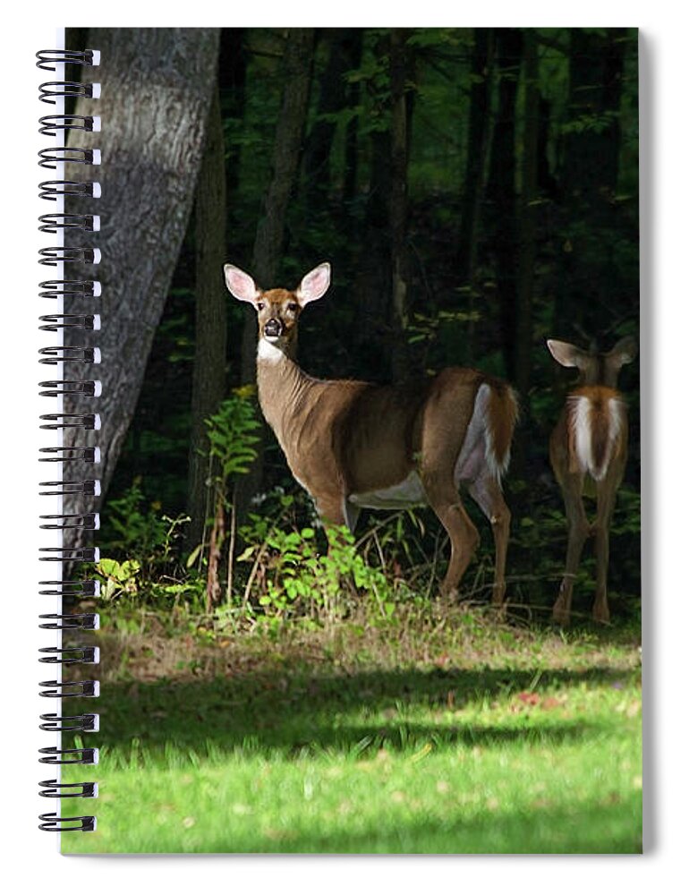 Whitetail Deer Spiral Notebook featuring the photograph Whitetail Deer Hindsight by Christina Rollo
