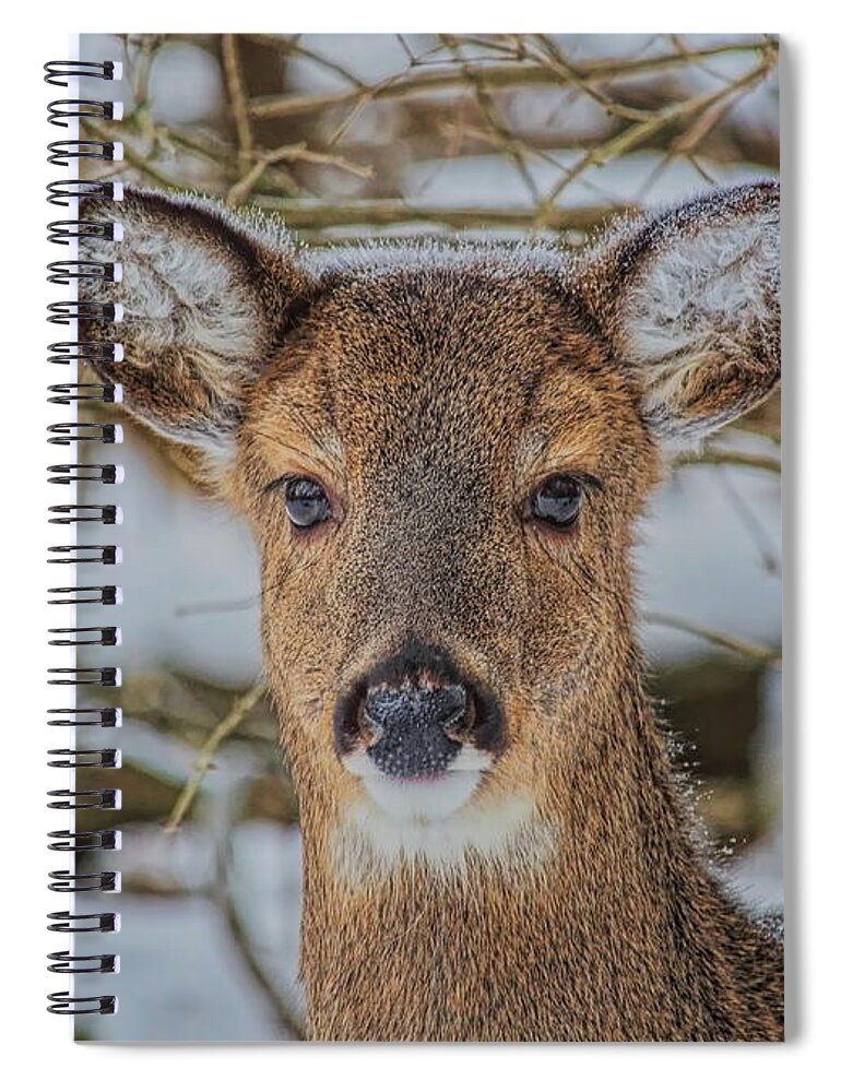 Wildlife Spiral Notebook featuring the photograph Whitetail Doe Winter Portrait by Dale Kauzlaric