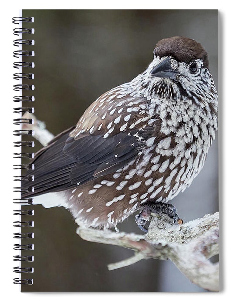 Finland Spiral Notebook featuring the photograph Whole and close. Spotted nutcracker by Jouko Lehto