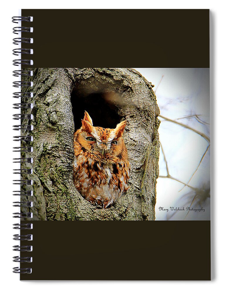 Eastern Screech Owl Red Morph Spiral Notebook featuring the photograph Whooo are You by Mary Walchuck