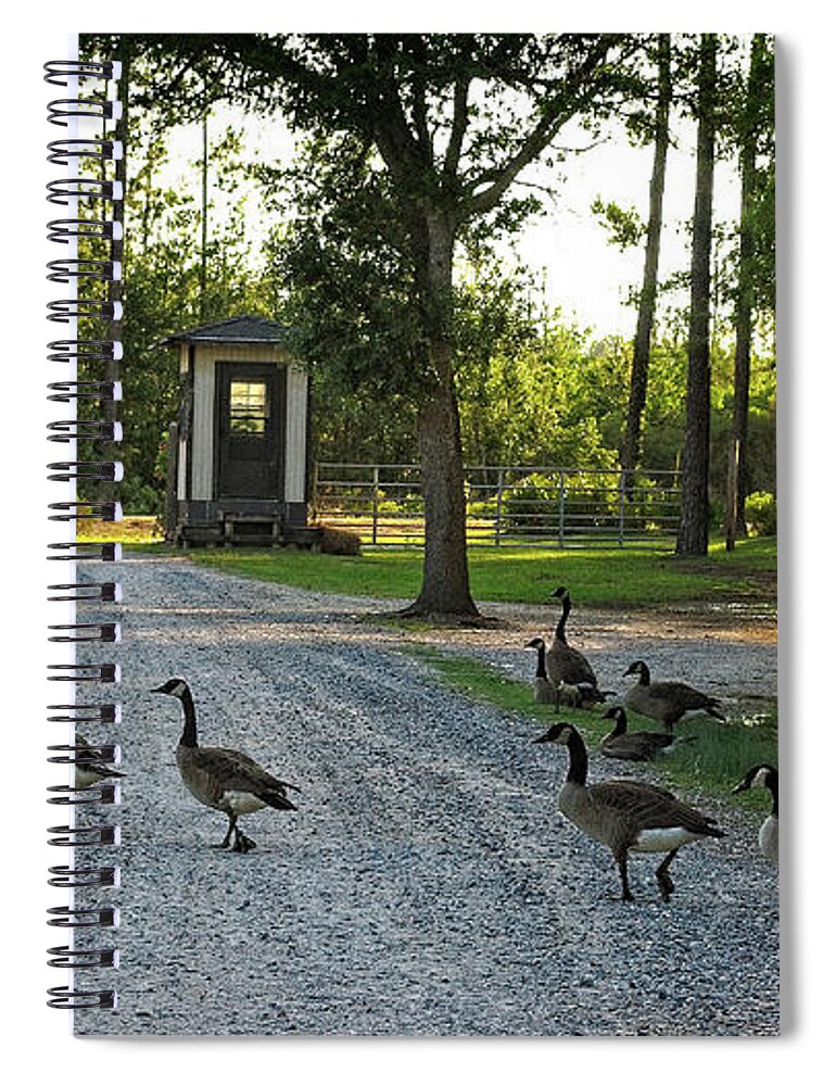 Geese Spiral Notebook featuring the photograph Why Did the Geese Cross the Road by George Taylor