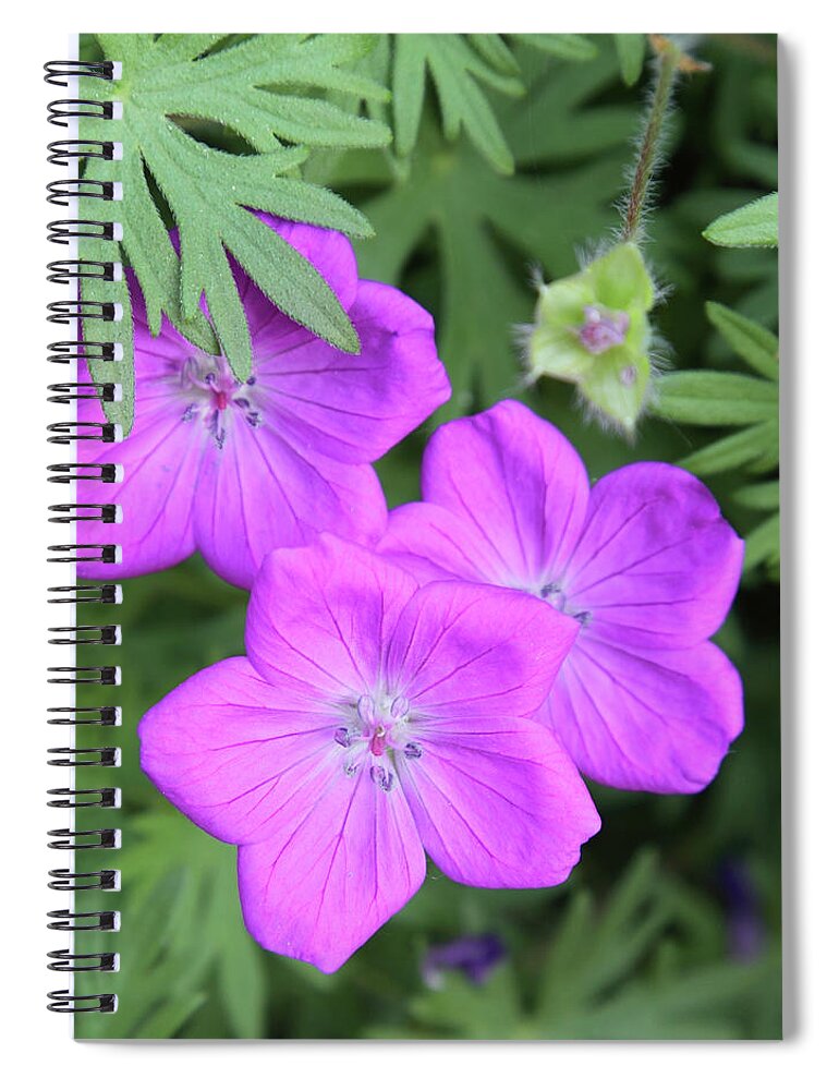 Flowers Spiral Notebook featuring the photograph Wild Geraniums by Bob Falcone