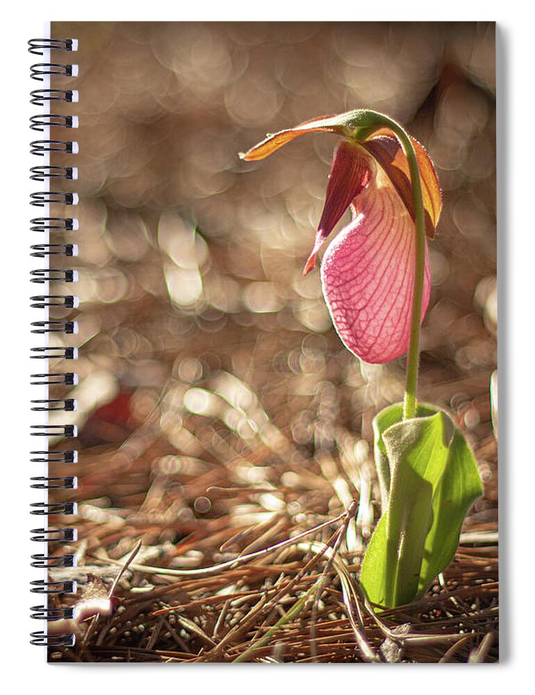 Cypripedium Acaule Spiral Notebook featuring the photograph Wild Lady Slipper In The Morning by Kristia Adams