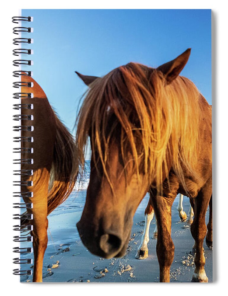 5-places Spiral Notebook featuring the photograph Wild Pony Head Shot Assateague Island by Louis Dallara