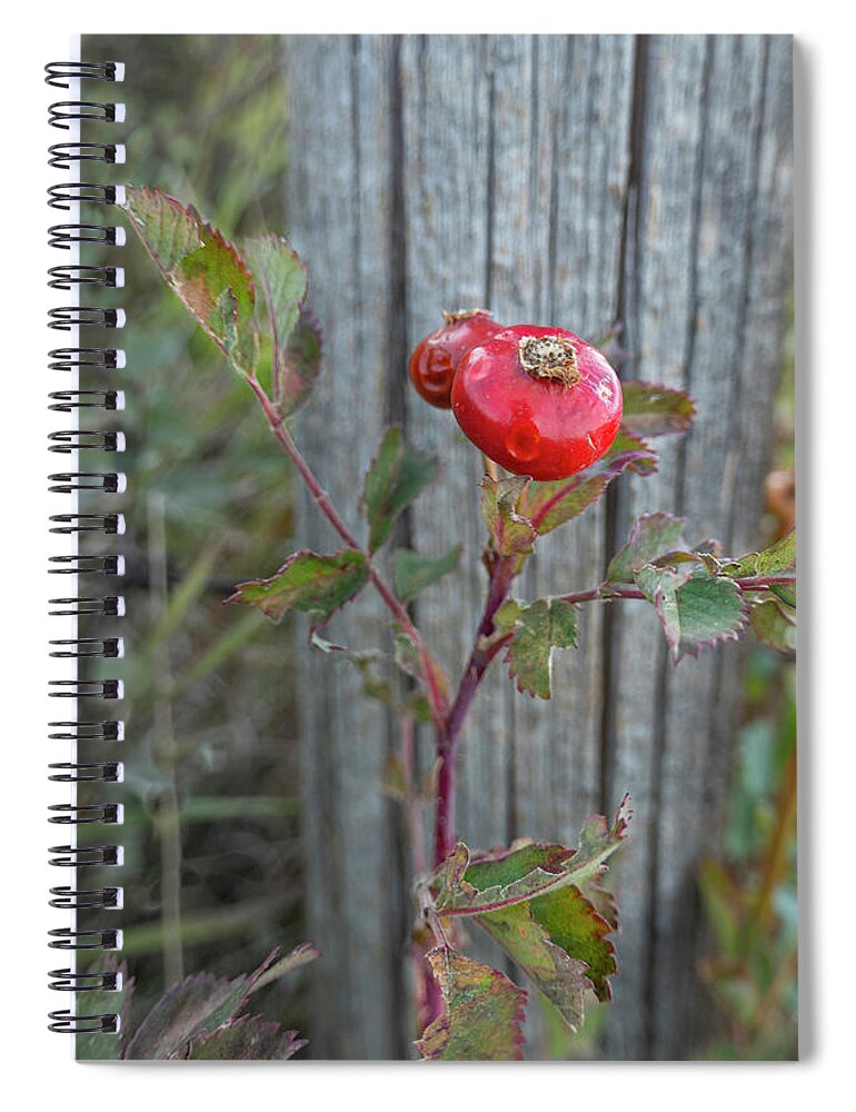 Rose Spiral Notebook featuring the photograph Wild Rose Hips And Fence Post by Karen Rispin