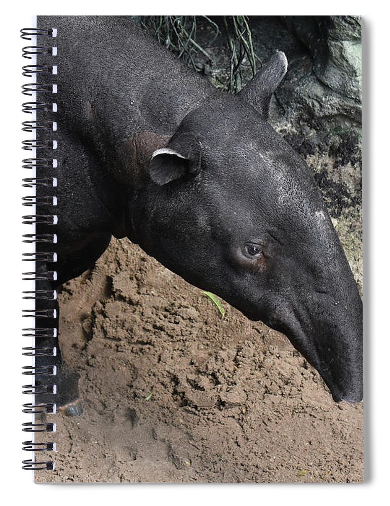 Tapir Spiral Notebook featuring the photograph Wild tapirs animal walking around in nature by DejaVu Designs
