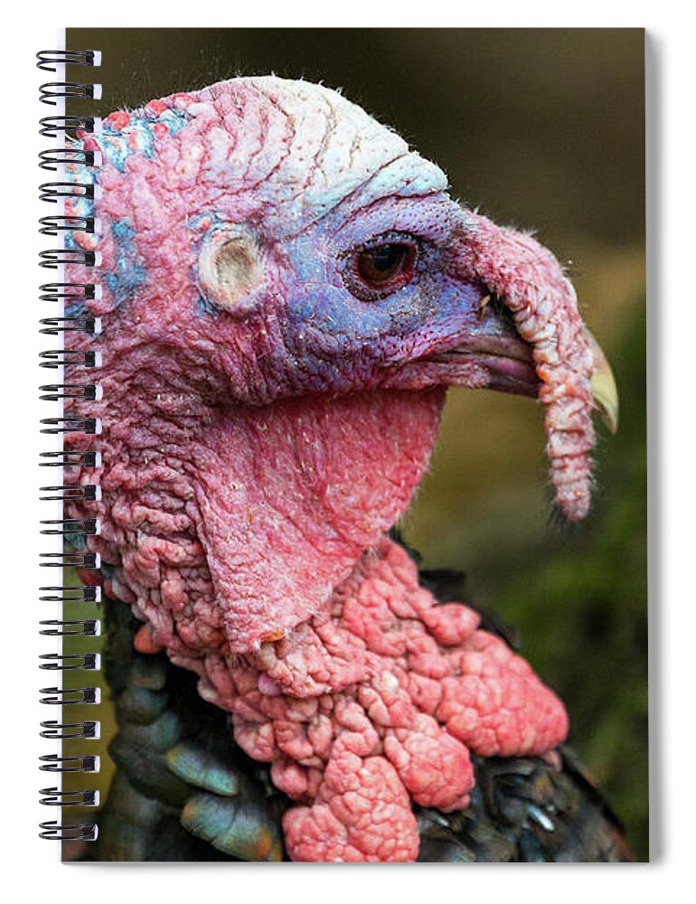 Wild Turkey Spiral Notebook featuring the photograph Wild Turkey by Denise Kopko