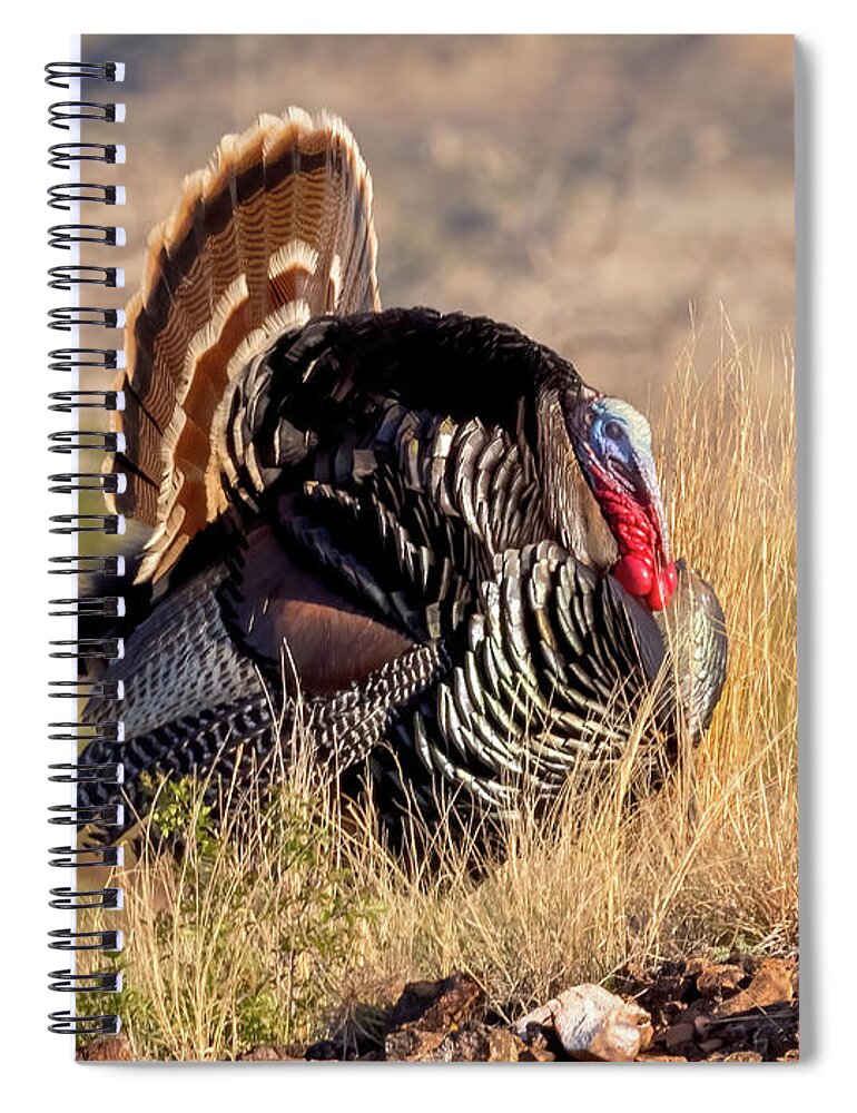 Wild Turkey Spiral Notebook featuring the photograph Wild Turkey by Jack Bell
