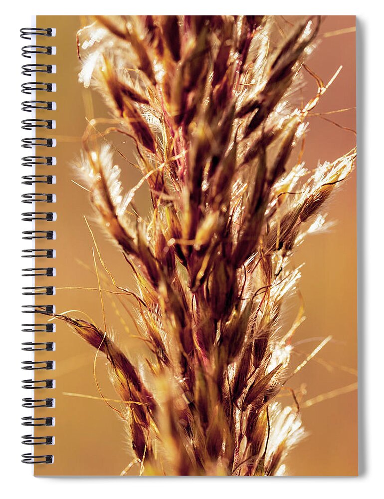 Wheat Spiral Notebook featuring the photograph Wild Wheat 2 by Amelia Pearn