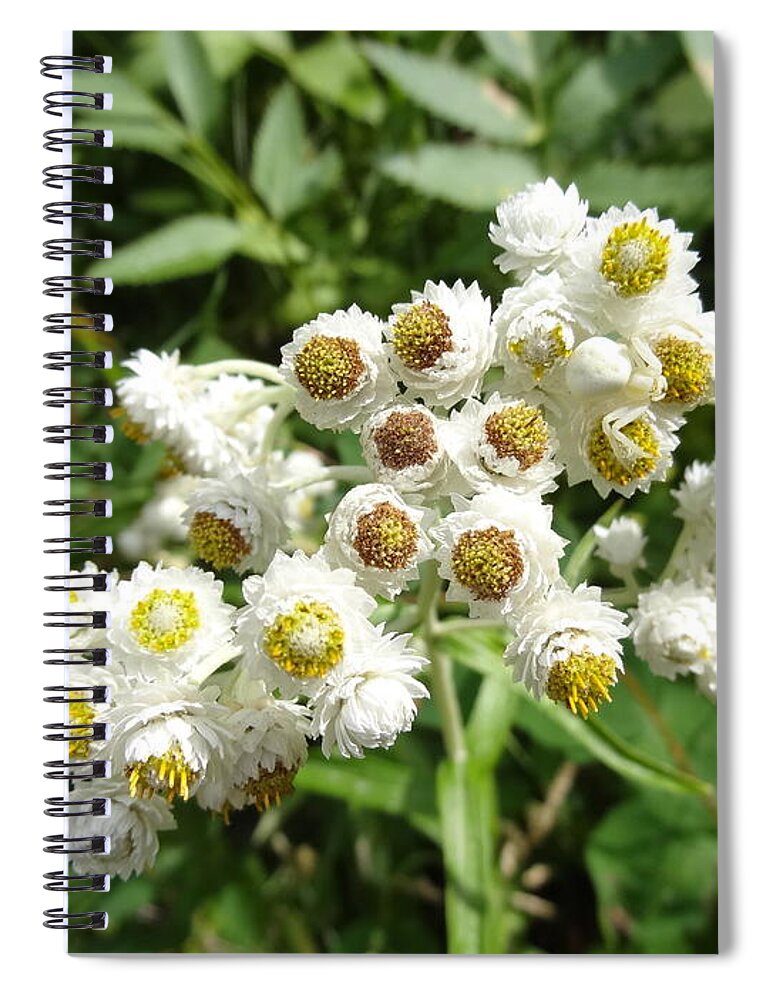 Wildflower Spiral Notebook featuring the photograph Wildflower 2 by Lisa Mutch