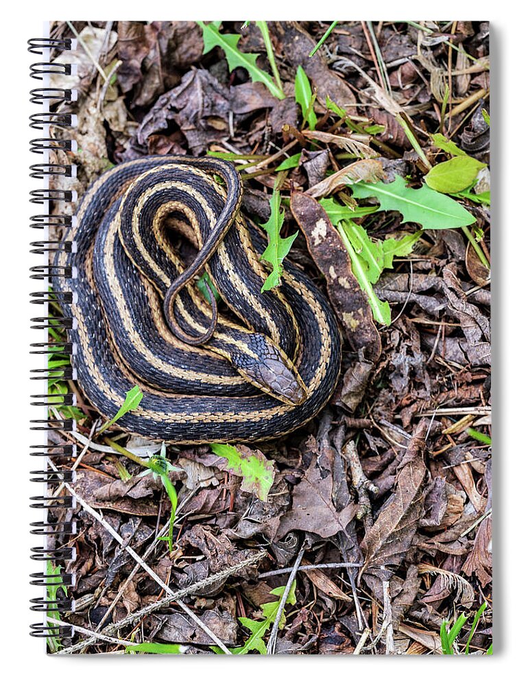 Animals Spiral Notebook featuring the photograph Wildlife Photography - Snake In The Garden by Amelia Pearn
