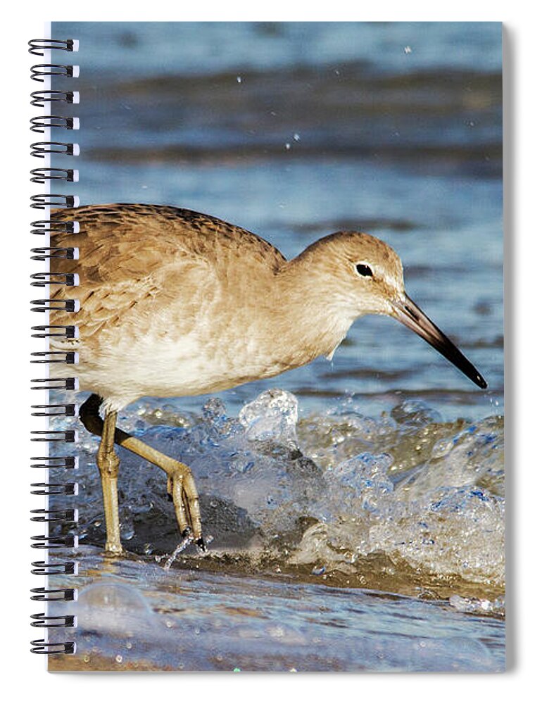 Willet Spiral Notebook featuring the photograph Willet in the Surf by Bob Decker