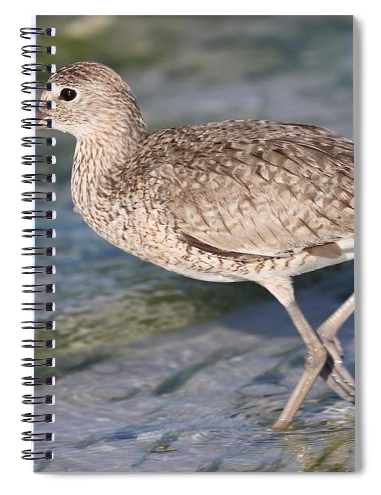 Willet Spiral Notebook featuring the photograph Willet by Mingming Jiang