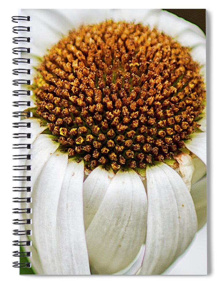 Daisy Spiral Notebook featuring the photograph Wilted Daisy by Bob Decker