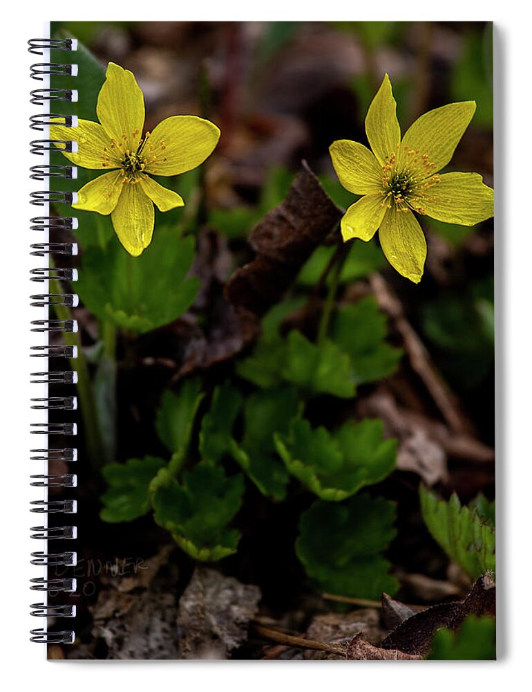 Windflower Spiral Notebook featuring the photograph Windflower by Fred Denner