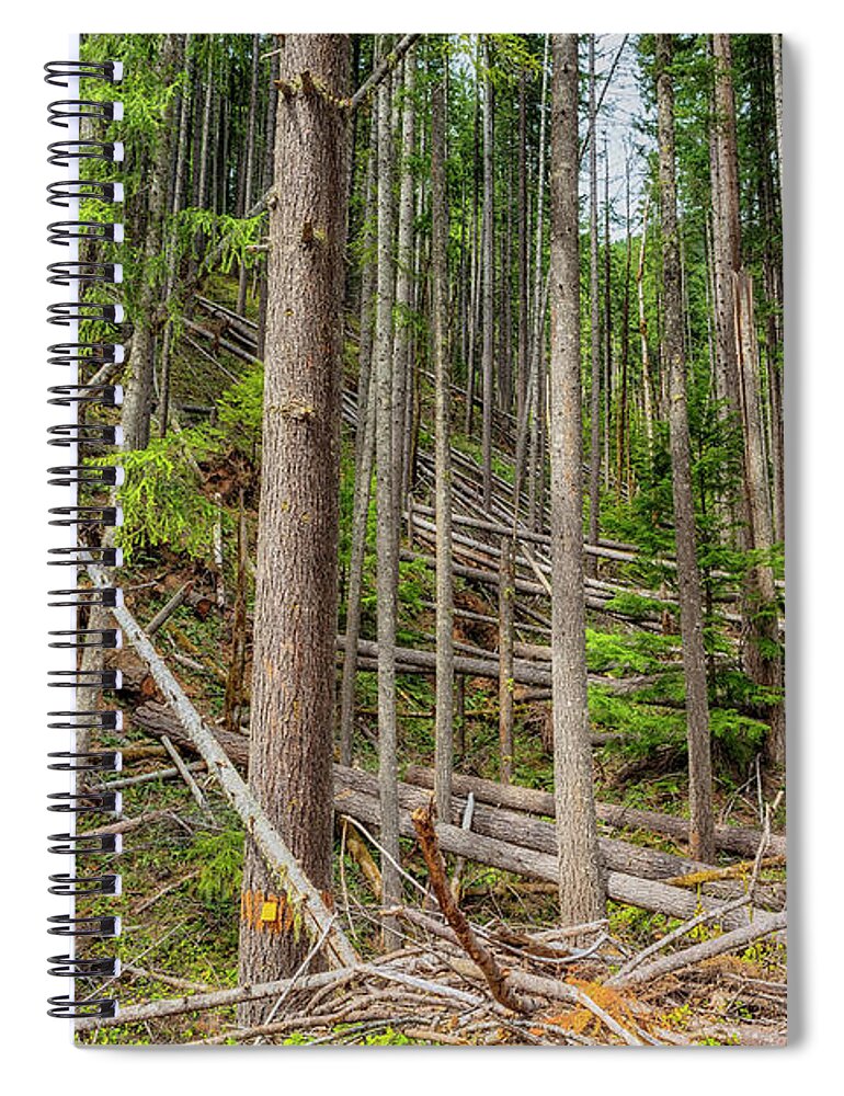 Woods Spiral Notebook featuring the photograph Windstrewn by Belinda Greb