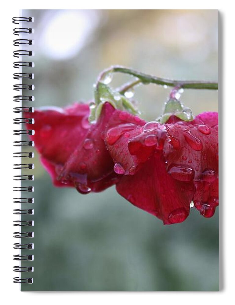 Wine Red Spiral Notebook featuring the photograph Wine Red Sweet Pea by Vicki Cridland