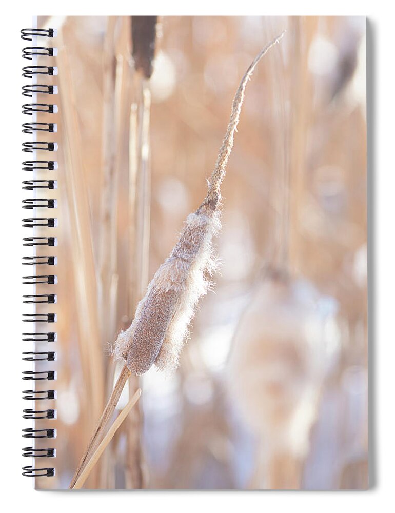 Winter Spiral Notebook featuring the photograph Winter Cattails by Karen Rispin
