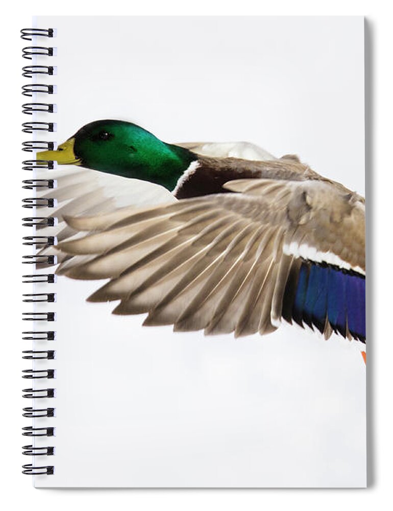 Anas Spiral Notebook featuring the photograph Winter Drake by Mircea Costina Photography