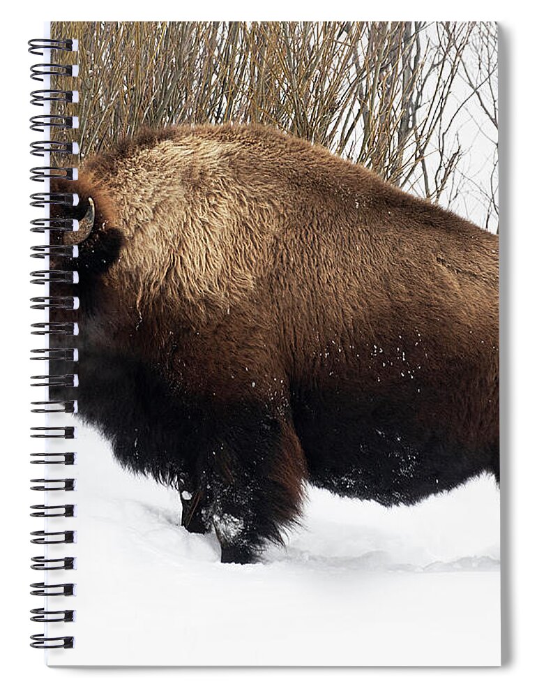 American Bison Spiral Notebook featuring the photograph Winter Exhale by Art Cole