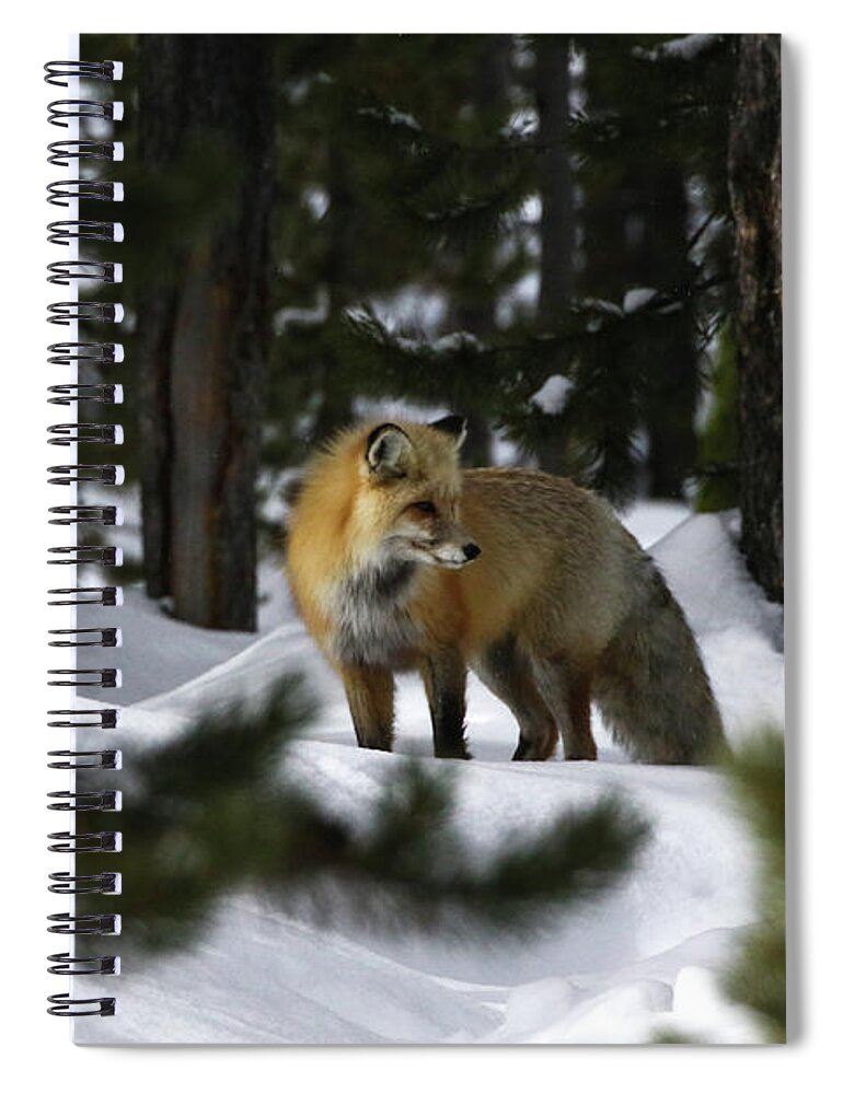 Fox Spiral Notebook featuring the photograph Winter Fox by Julie Argyle