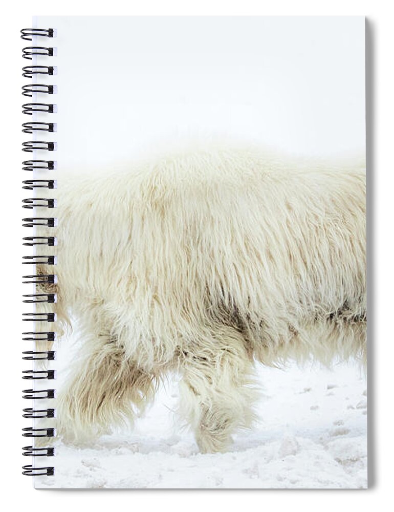 Mountain Goat Spiral Notebook featuring the photograph Winter Mountain Goat by Wesley Aston