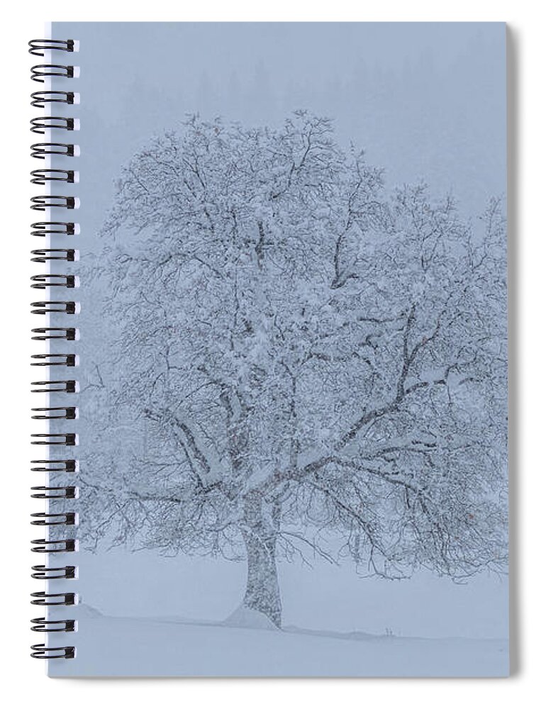 Winter Spiral Notebook featuring the photograph Winter Oak by Randy Robbins