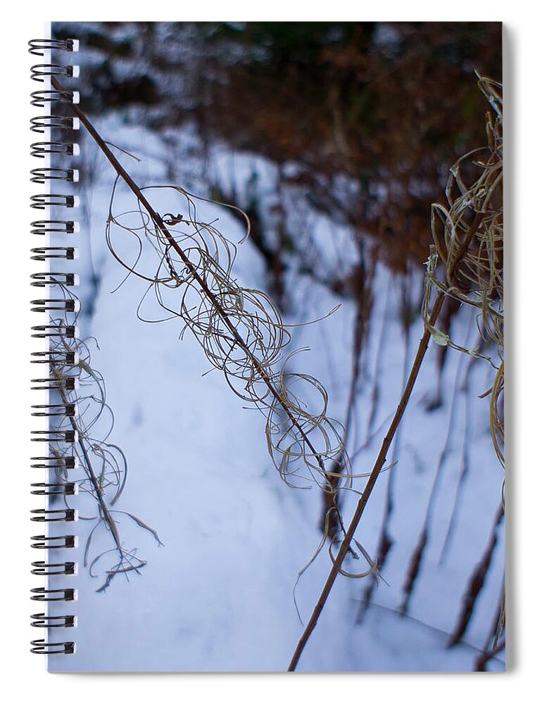 Rosebay Willowherb Spiral Notebook featuring the photograph Winter of Fireweed by Elena Perelman