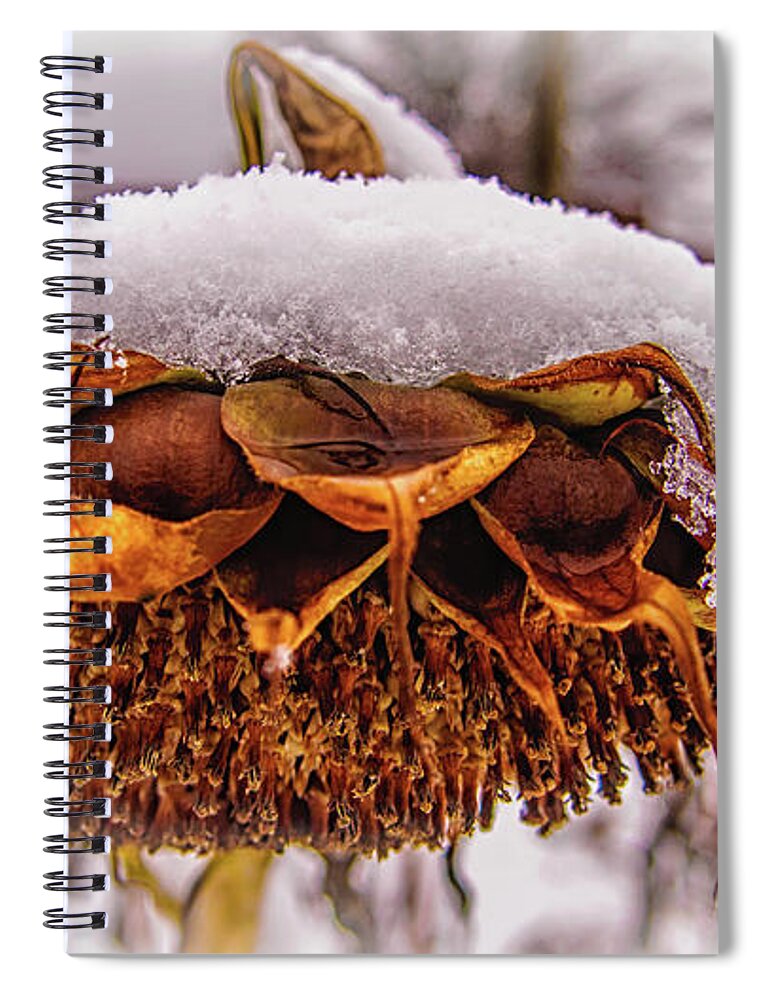 Closeup Spiral Notebook featuring the photograph Winter Sunflowers Last Days by Louis Dallara