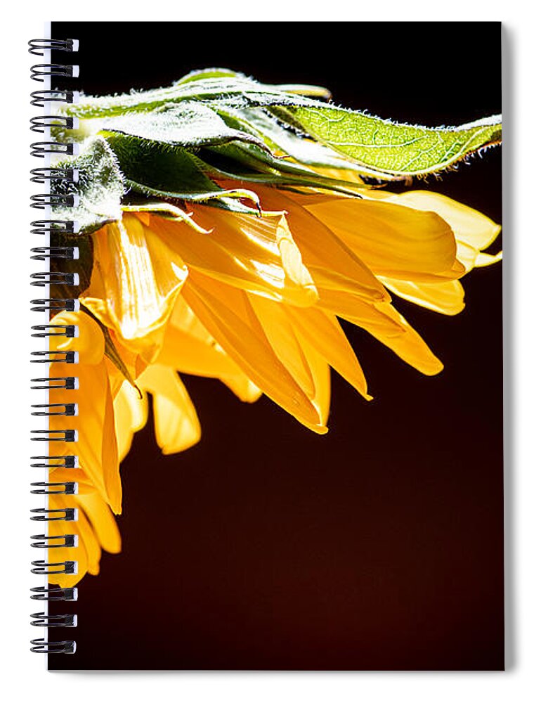 Still Life Spiral Notebook featuring the photograph Winter Sunshine by Maggie Terlecki