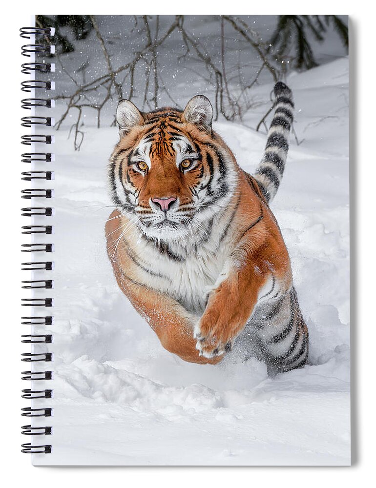 Winter Tiger Spiral Notebook featuring the photograph Winter Tiger by Wes and Dotty Weber
