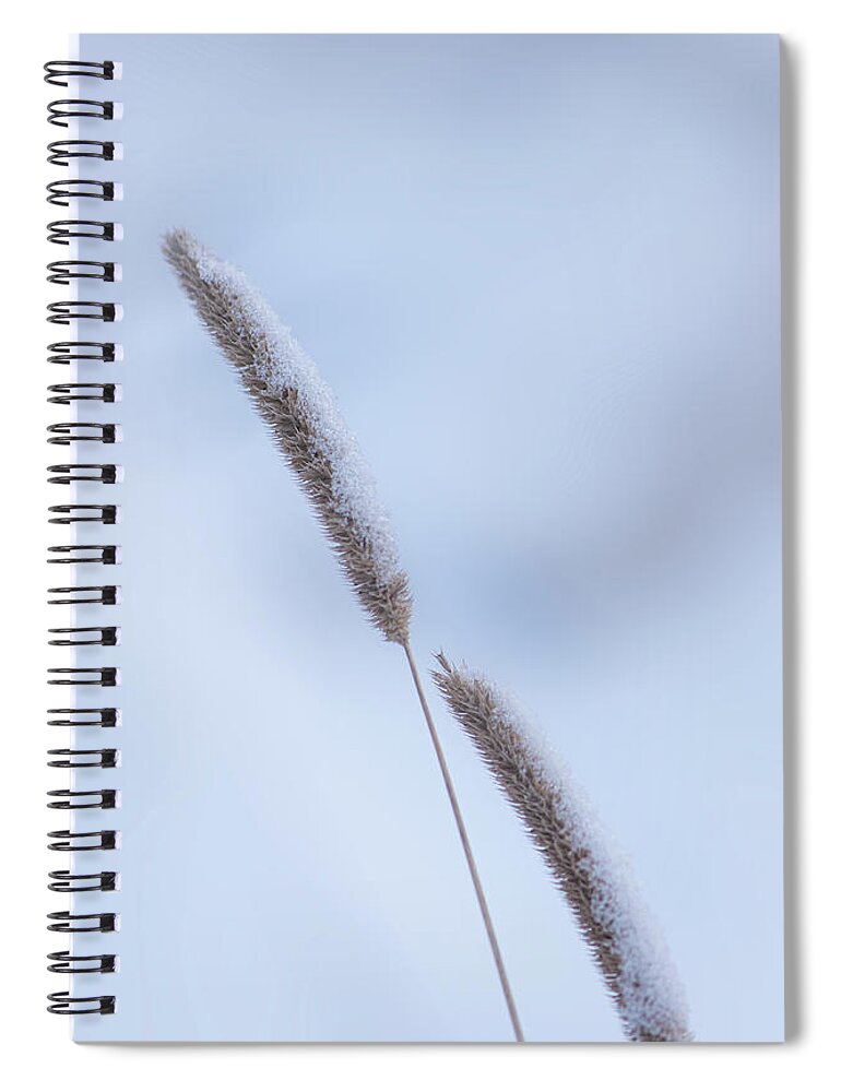 Winter Spiral Notebook featuring the photograph Winter Timothy Grass by Karen Rispin