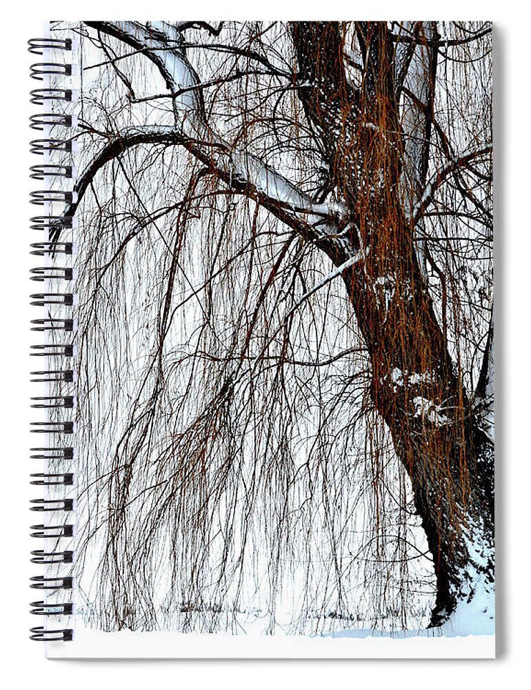 Willow Tree Spiral Notebook featuring the photograph Winter Willow by Susie Loechler